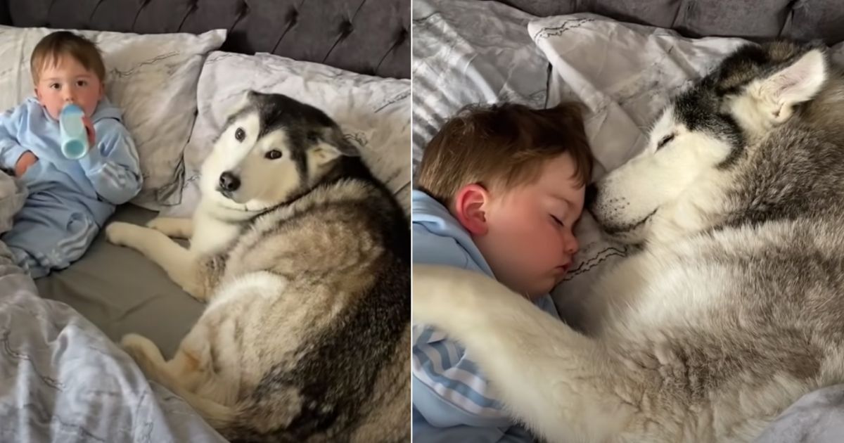 Stubborn Husky refuses to get out of bed, falls asleep cuddling her ...