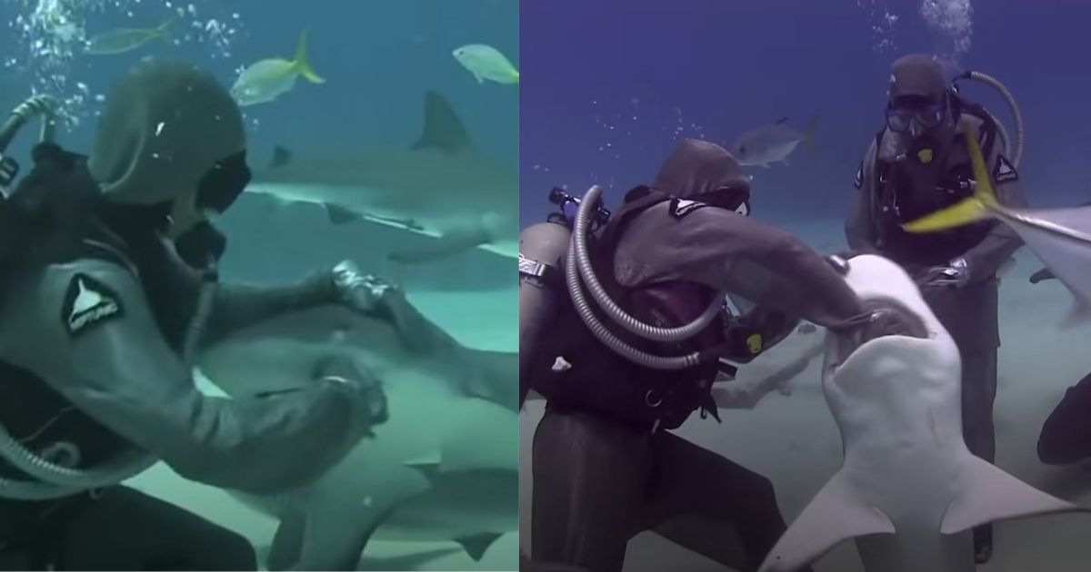 Woman shoves arm in shark’s mouth to save it not knowing it would tell