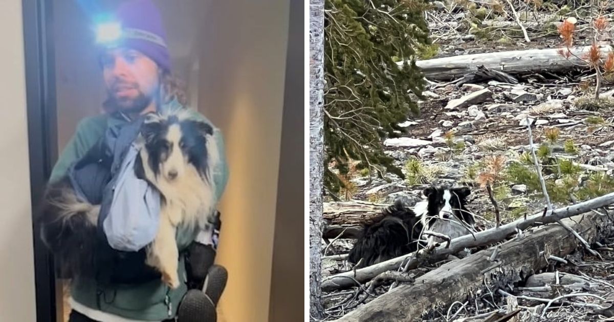 Man reunites with dog after it spent 5 weeks surviving winter in Rocky ...