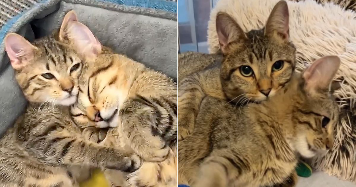 Special needs kittens meet in foster care and form the most beautiful bond
