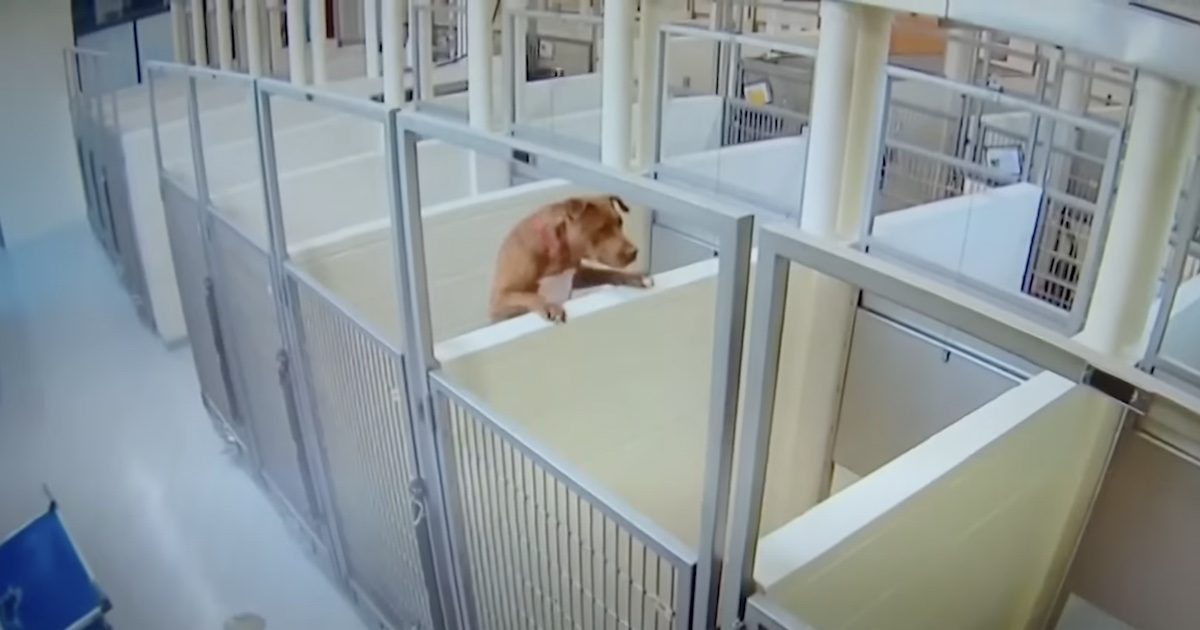 Loyal dog separated from best friend in animal shelter does the ...