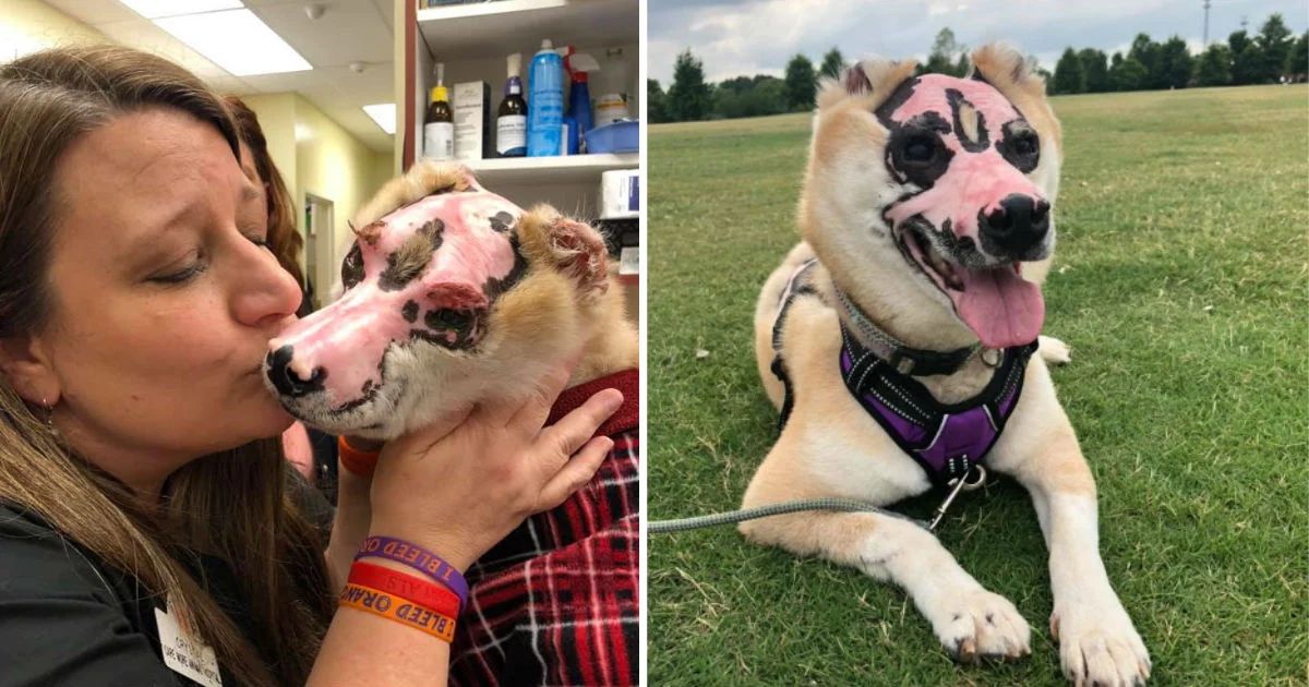 Senior dog who survived house fire therapy dog to comfort burn