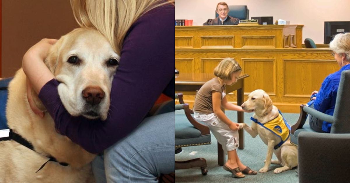 Therapy dogs are helping children gain the confidence they need to ...