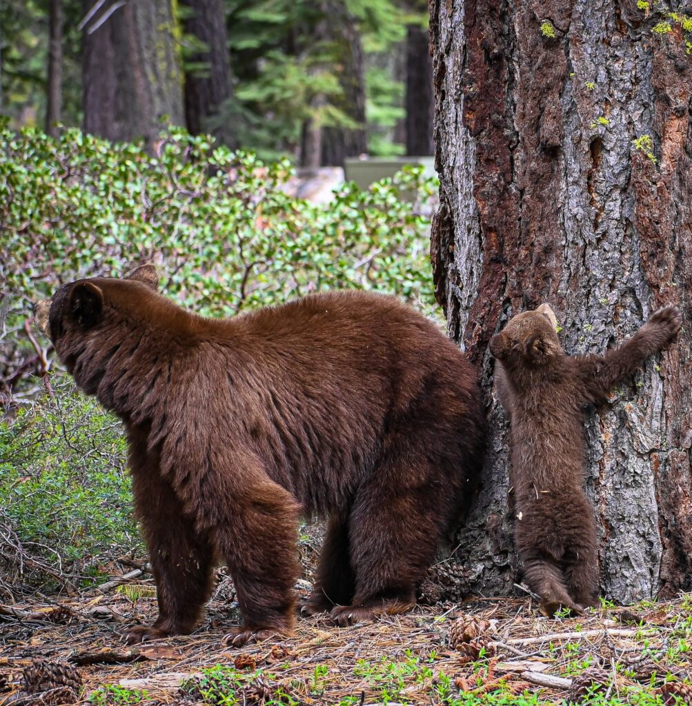 Bear mama and her 2 cubs are caught having adorable backyard ‘pool party’