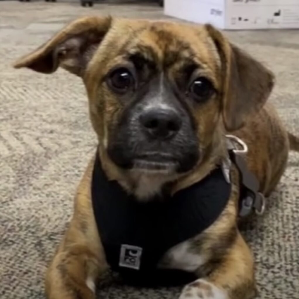 Firemen rescue dog from hot car then his personality makes fire chief ...