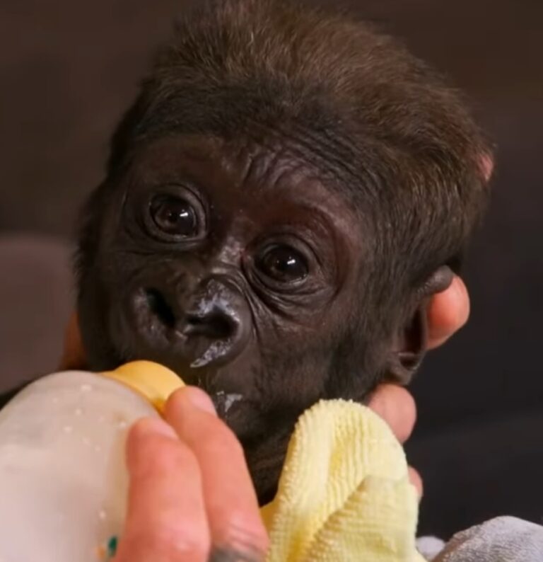 Man wakes up every 2 hours, changes diapers, & does feedings to save baby gorilla on the brink