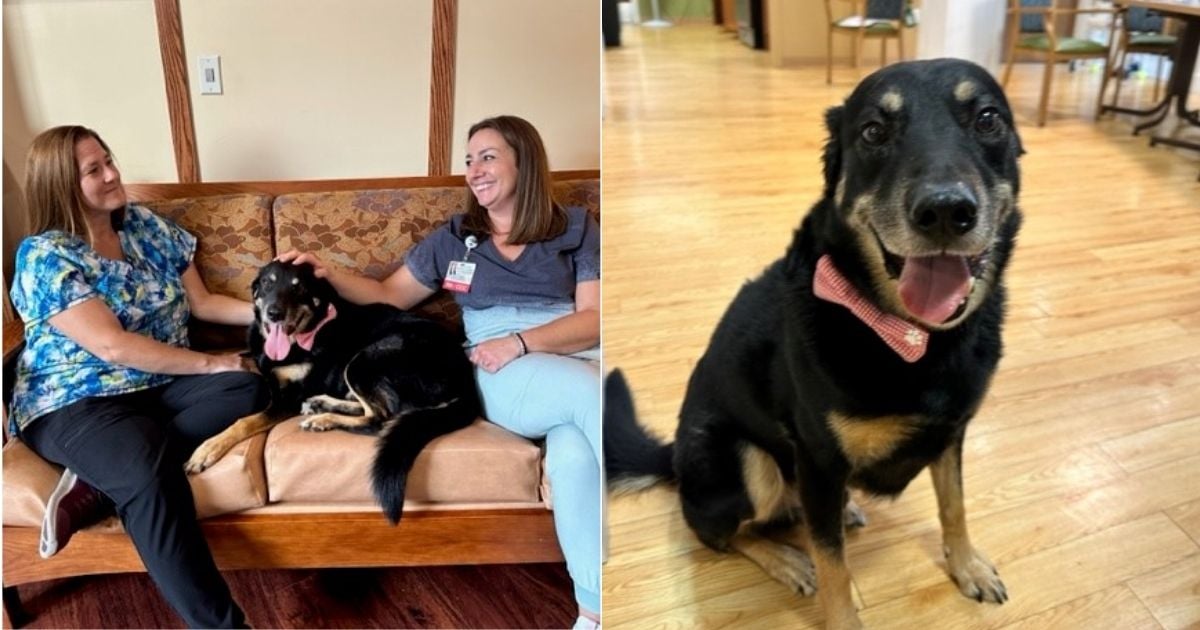 Stray dog keeps escaping shelter to visit residents at nursing home, so
