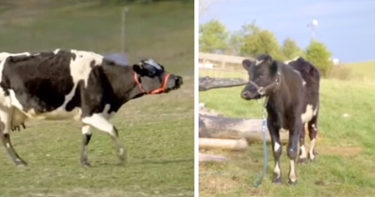 Rescue cow melts hearts with ’emotional’ reunion with baby torn away from her