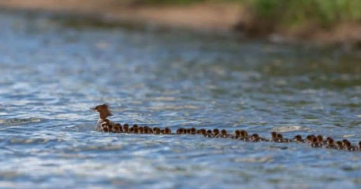 ‘Super mom’ duck shows off her parenting prowess with over 70 ducklings in tow