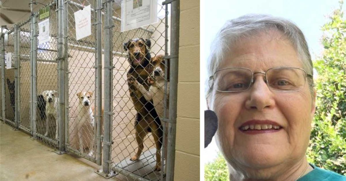 Woman asks shelter for their oldest‚ most unwanted‚ hard-to-adopt dog. Here’s who they gave her