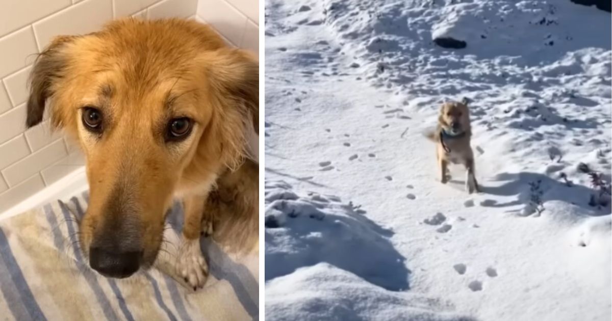 Dog born in desert can’t contain joy when he sees snow for the very first time