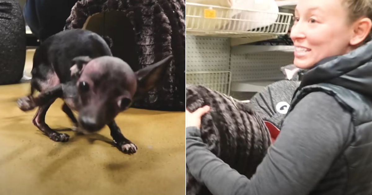 Team gives special-needs pup the shopping spree of a lifetime‚ buy her everything she touches