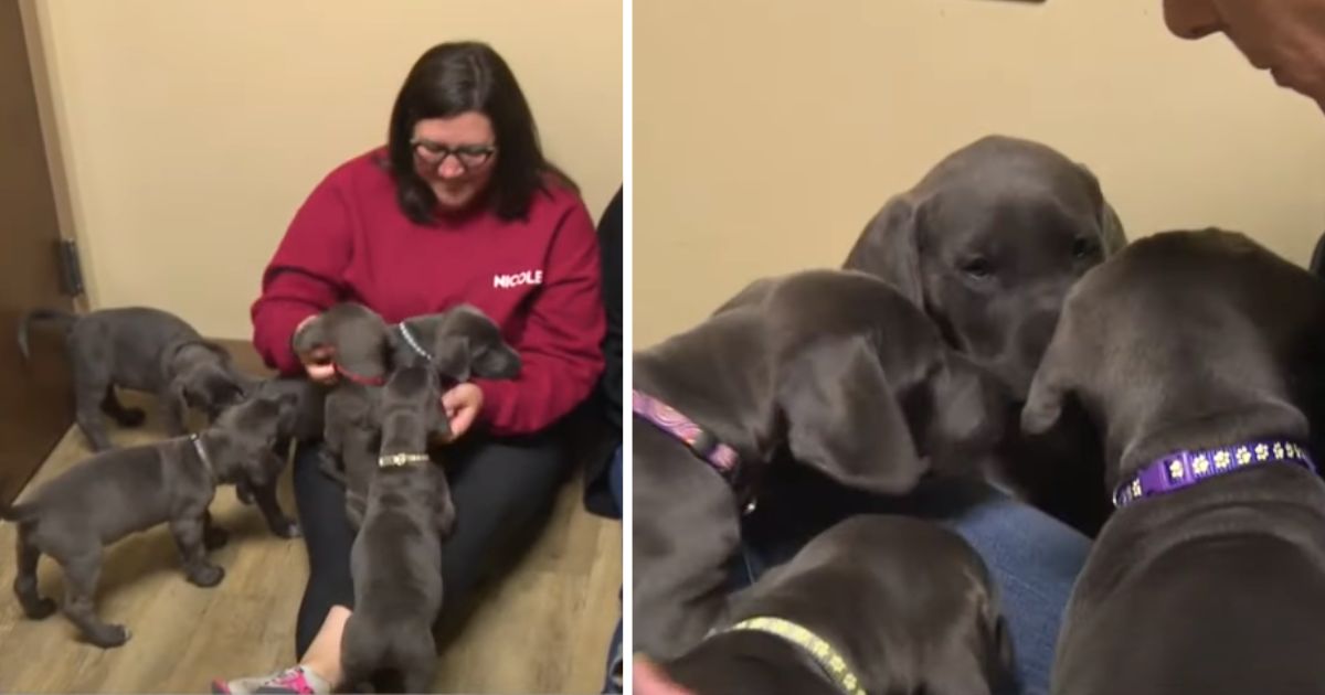 15 Greyhound puppies from ‘record-breaking litter’ melt hearts reuniting for first time