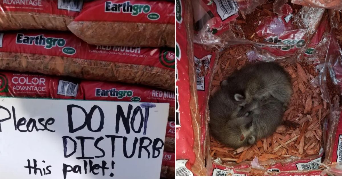 Staff at Home Depot discover heart-shaped pile of  babies nesting in store’s mulch display