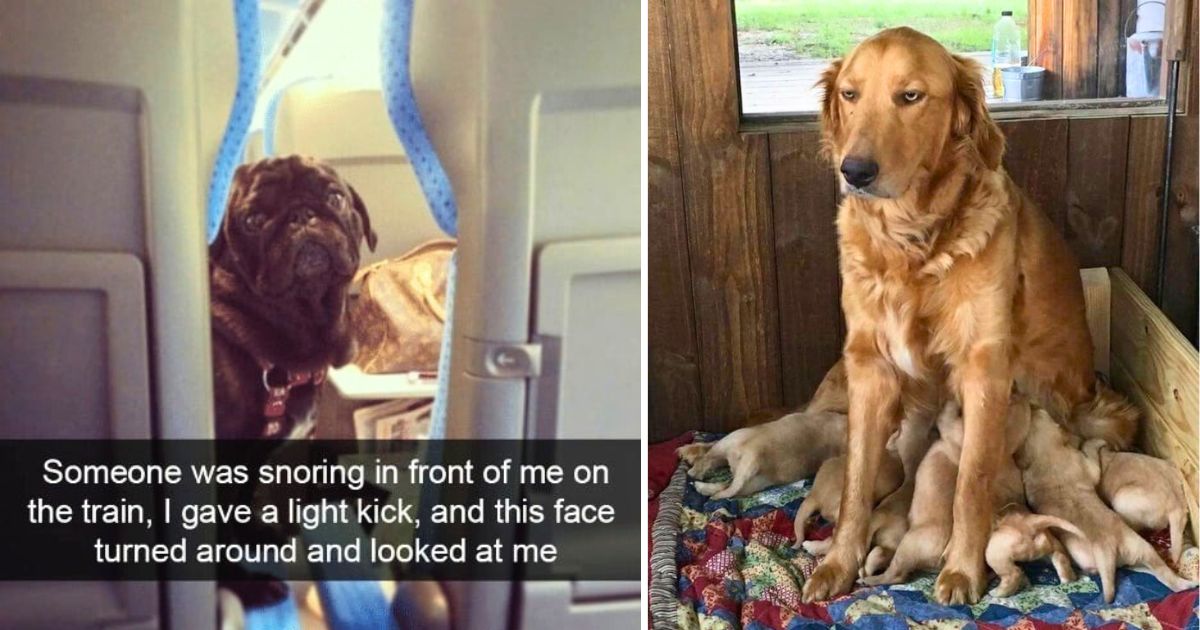 50 animal photos captured at the perfect moment making them hilariously ...