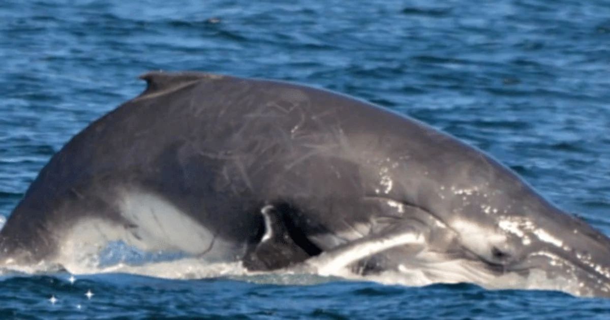 Male whale tries to attack mama whale and baby‚ but a protective pod of dolphins foils its plan