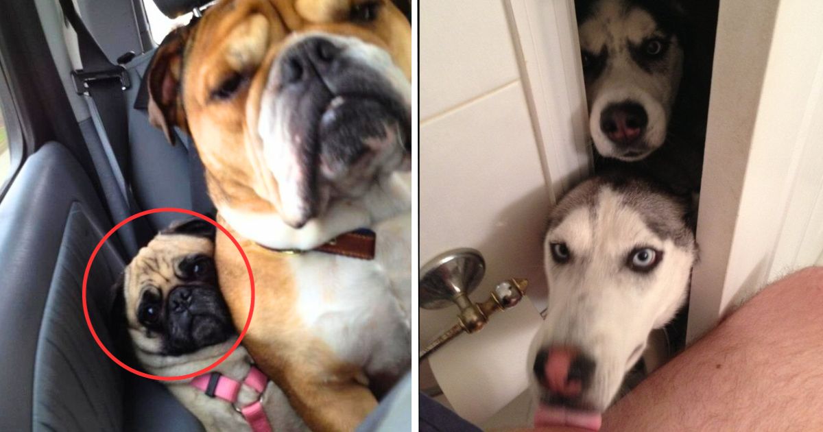 25+ Dogs That Have Absolutely Zero Respect For Personal Space