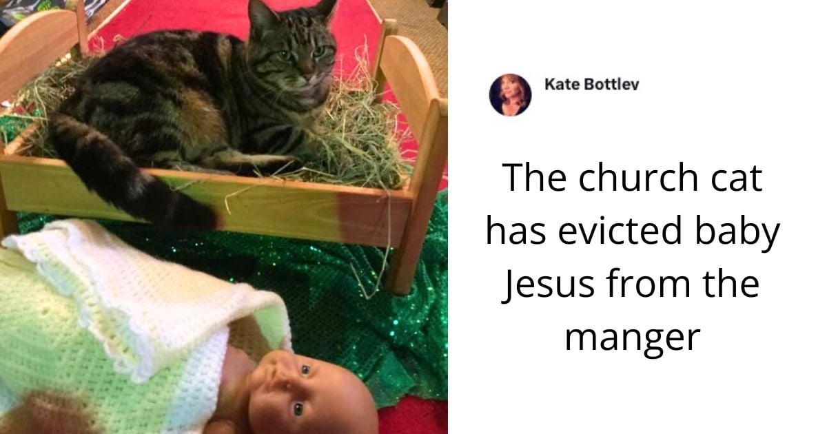 40 hilarious pets who absolutely despise Christmas