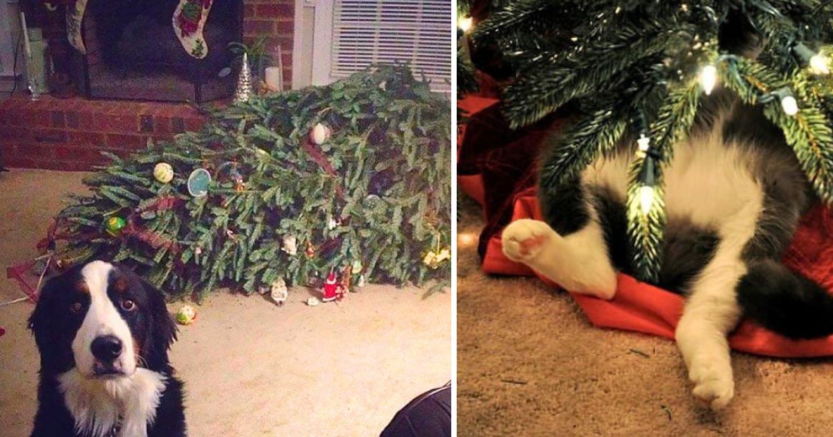 30 dogs and cats that destroyed Christmas on an epic level