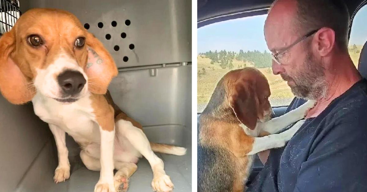 Beagle rescued from lab jumps into man’s lap and emotionally shows his ‘gratitude’
