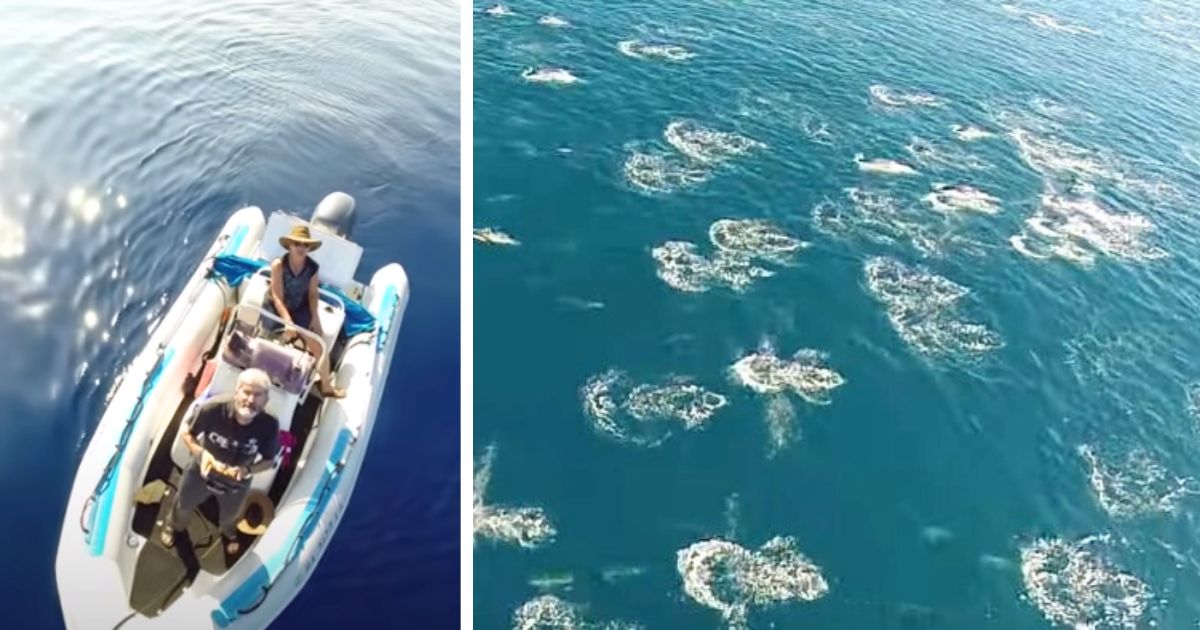 Boat captain flies drone over ocean and soon spots thousands of animals in ‘rare event’