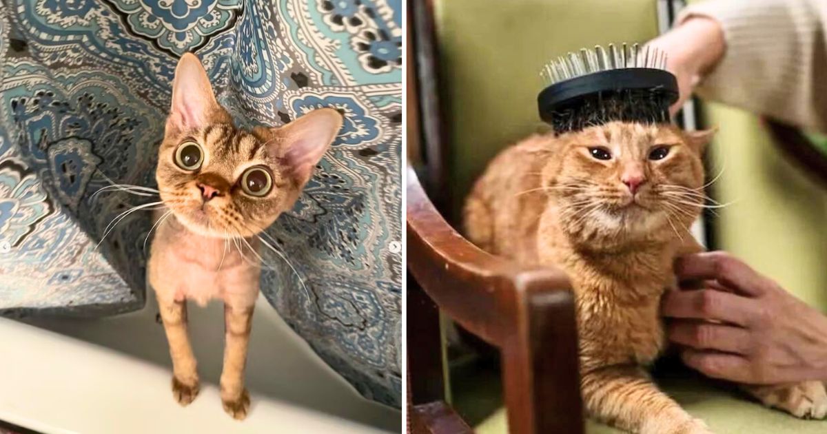 40 Little-Known Hacks Actual Cat Owners Swear By