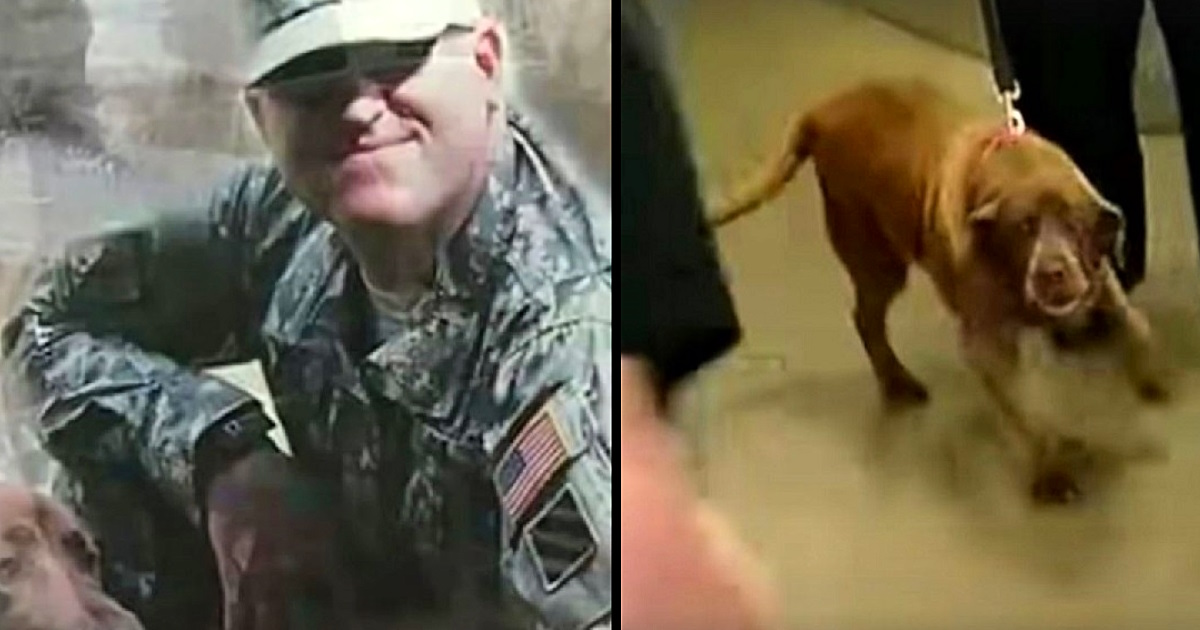 Army vet’s sad separating from military dog but 2 yrs later she’s ...
