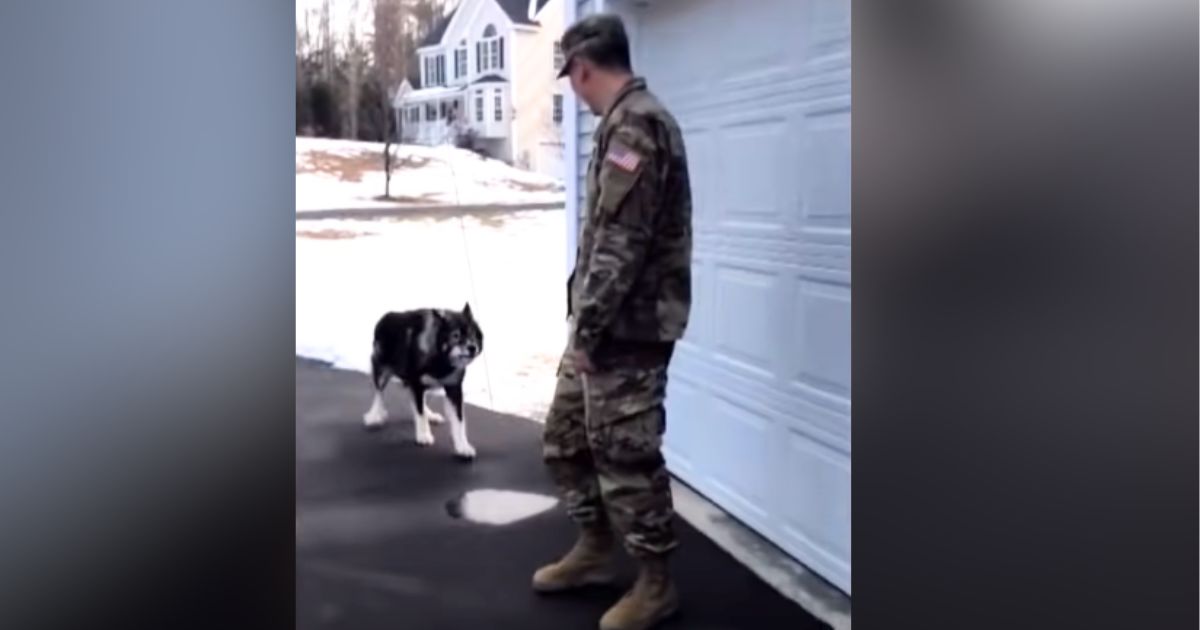 Giant wolfdog won’t stop barking at ‘stranger’ soldier until he smells familiar scent