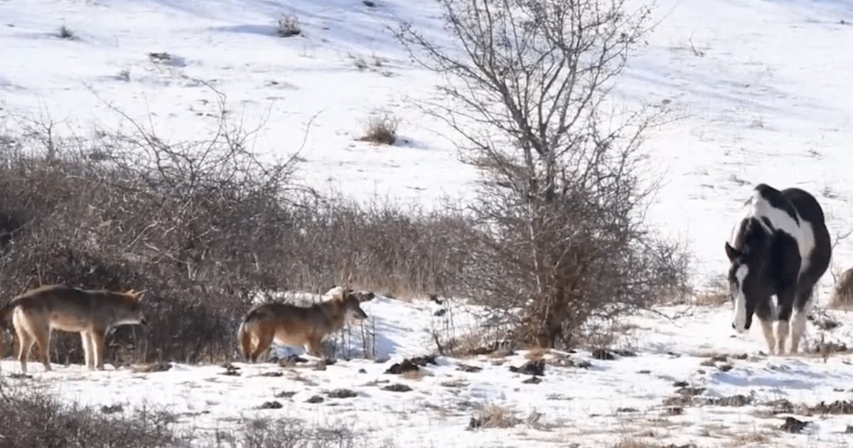 Brave horse proves it’s not afraid of a pack of a wolves
