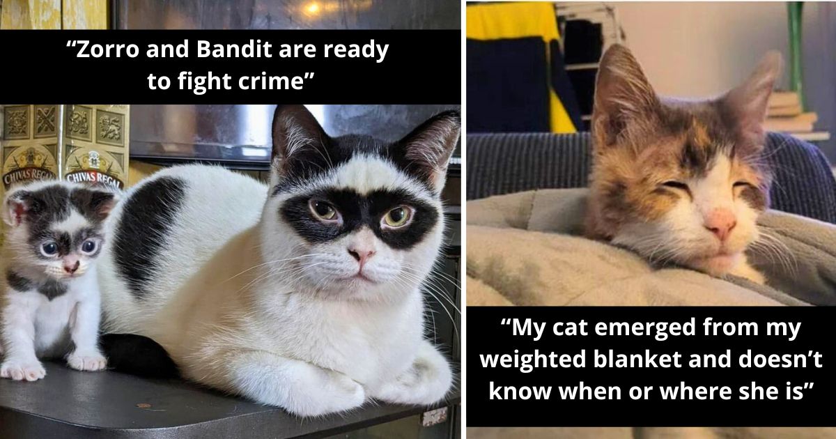 40 times cats were so hilariously weird their owners had to share online