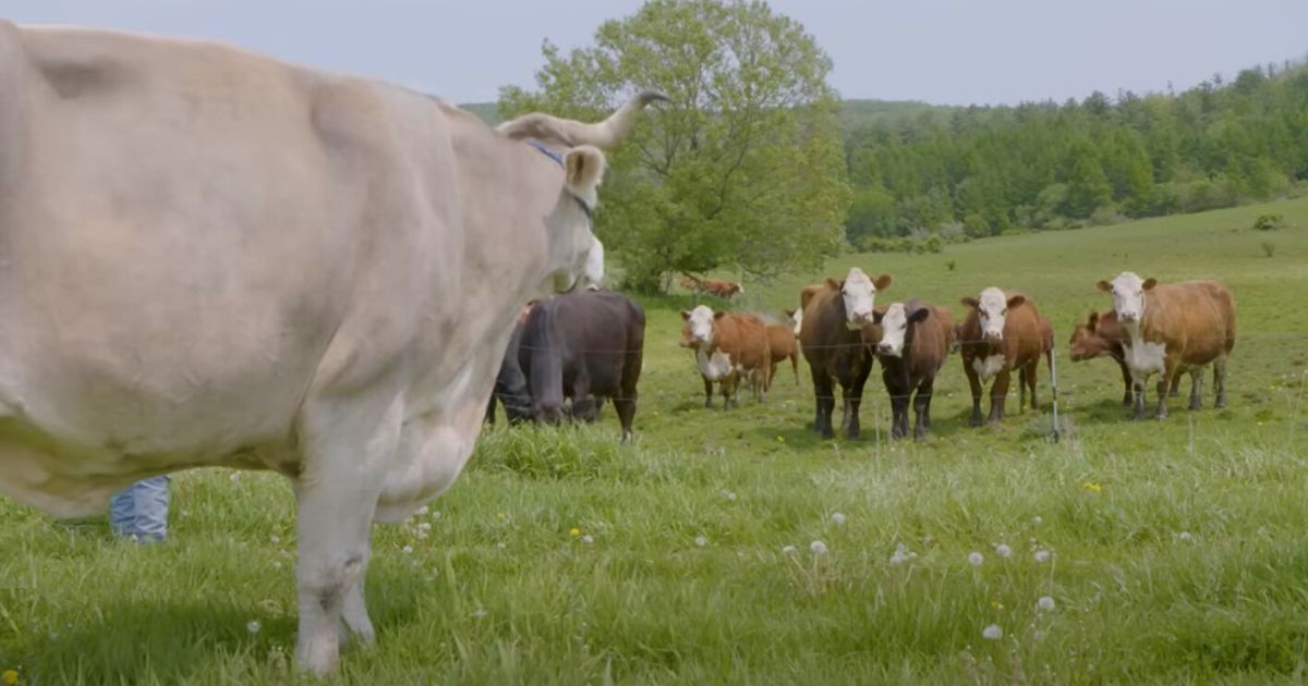 Farmers thought brown cow they rescued is “like any other” until it didn’t stop growing