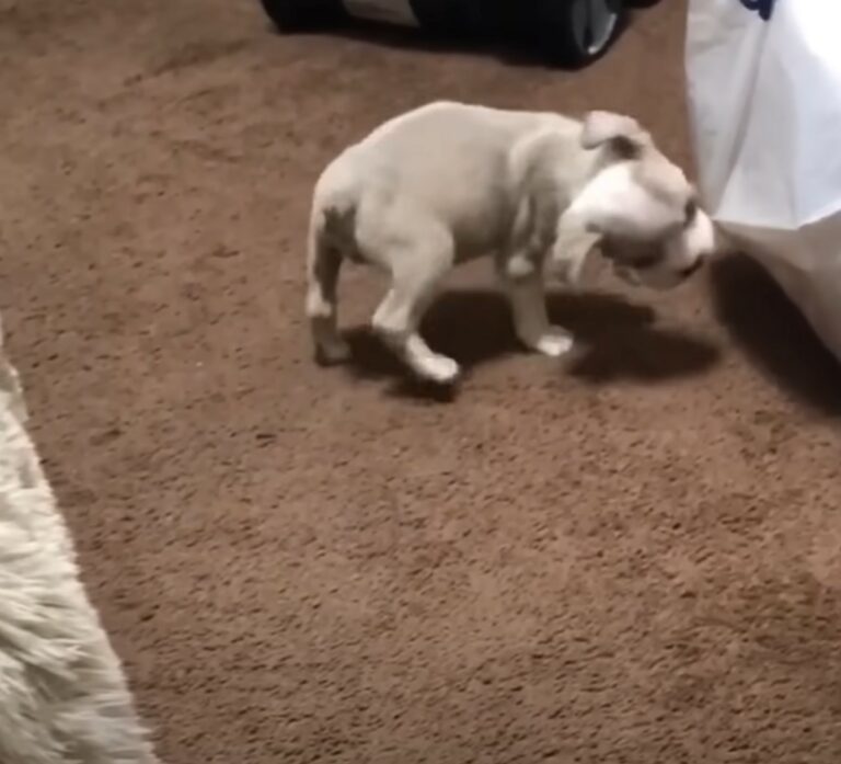 Tiny puppy in recovery snares thousands of hearts rolling to her bed at