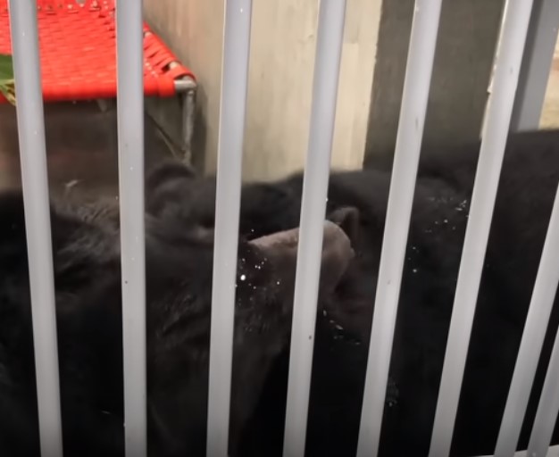 Bears kept in cages next to each other for 20 yrs can’t contain emotion