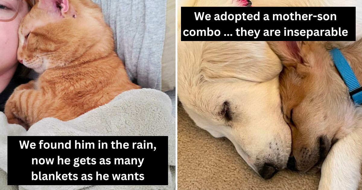 40 Absolutely heart-melting pics of pets who hit the jackpot with their new homes