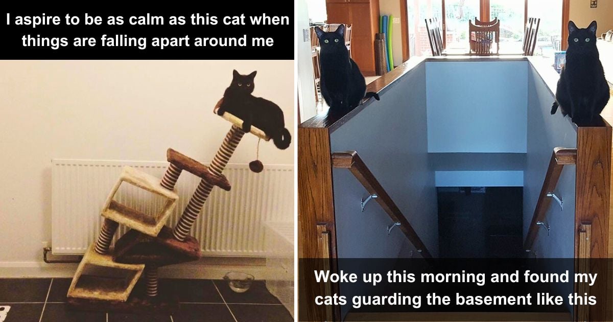 50 Hilarious Cat Pics That Are Next to Impossible Not to Laugh At
