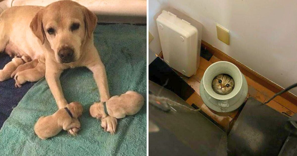 Unforgettable pics captured when animals did something ridiculously cute