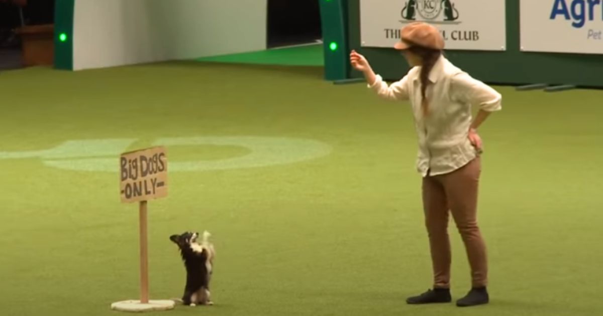 Woman and Chihuahua step on stage and amaze crowd with beautiful Les Miserables dance routine