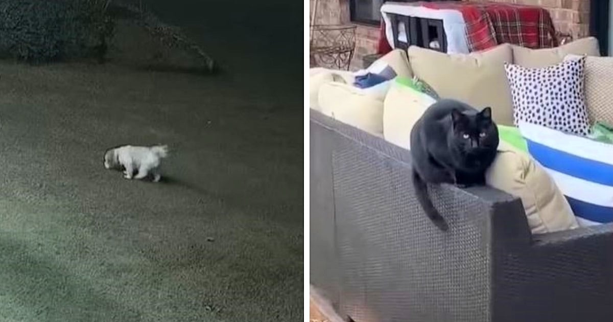 Cat sees family dog get attacked by coyotes and swiftly takes matters into her own ‘hands’