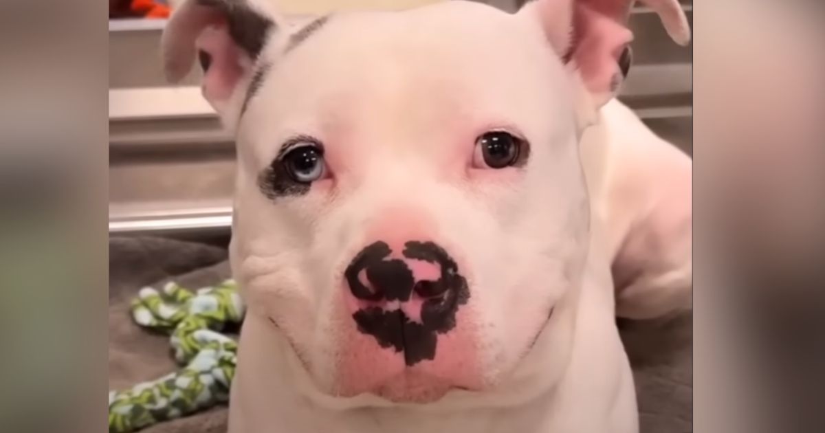 Woman falls in love with ‘lonely’ shelter dog and vows to find him perfect forever home