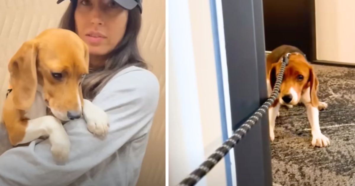 Terrified beagle rescued from lab can’t contain emotions when she finds place to call home