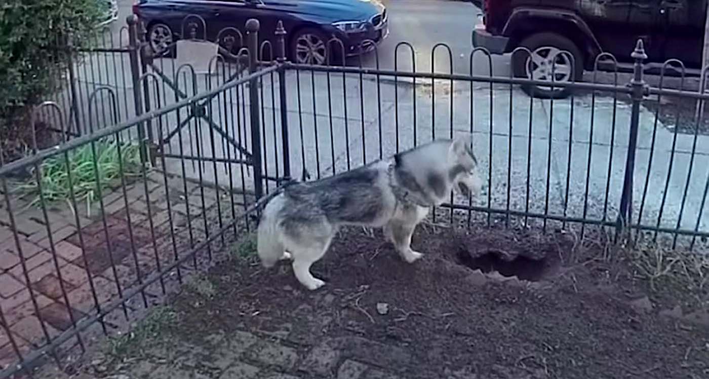 Heroic dog’s persistent digging ends up saving the entire neighborhood