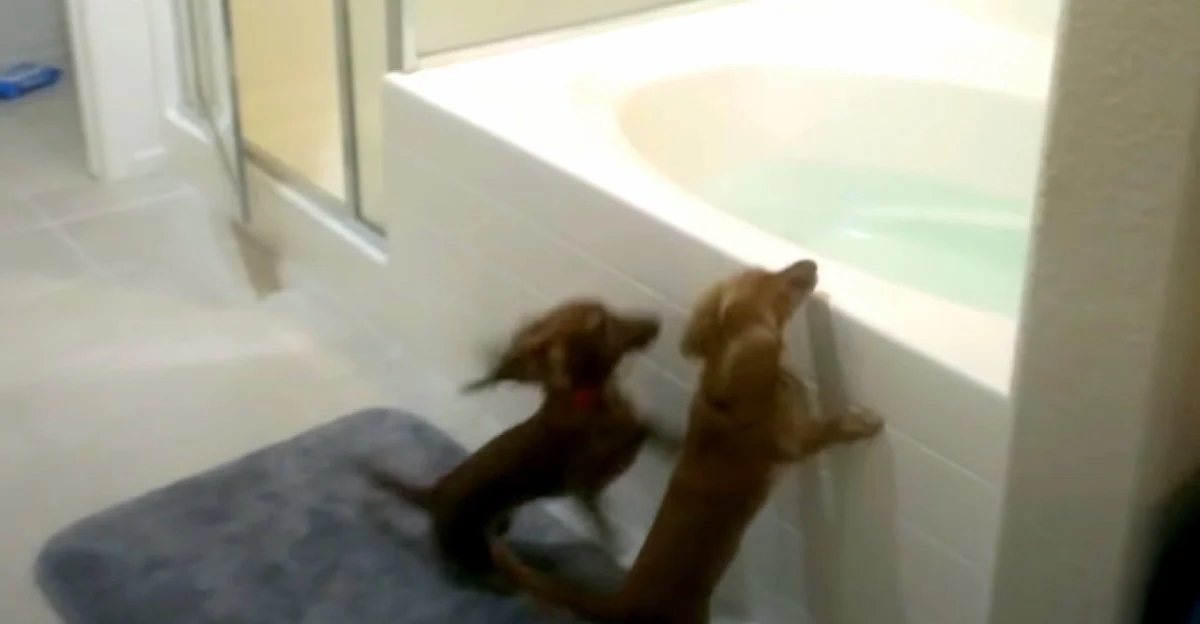 Mini dachshunds earn 18M views with their adorably funny bathtime routine