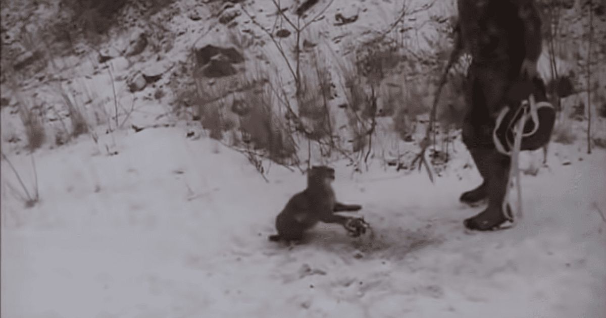 Two men save angry bobcat stuck in a bear trap in heart-pounding rescue video