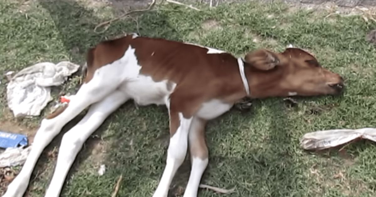 Dying newborn calf lies helplessly on the road‚ waiting for someone to save her
