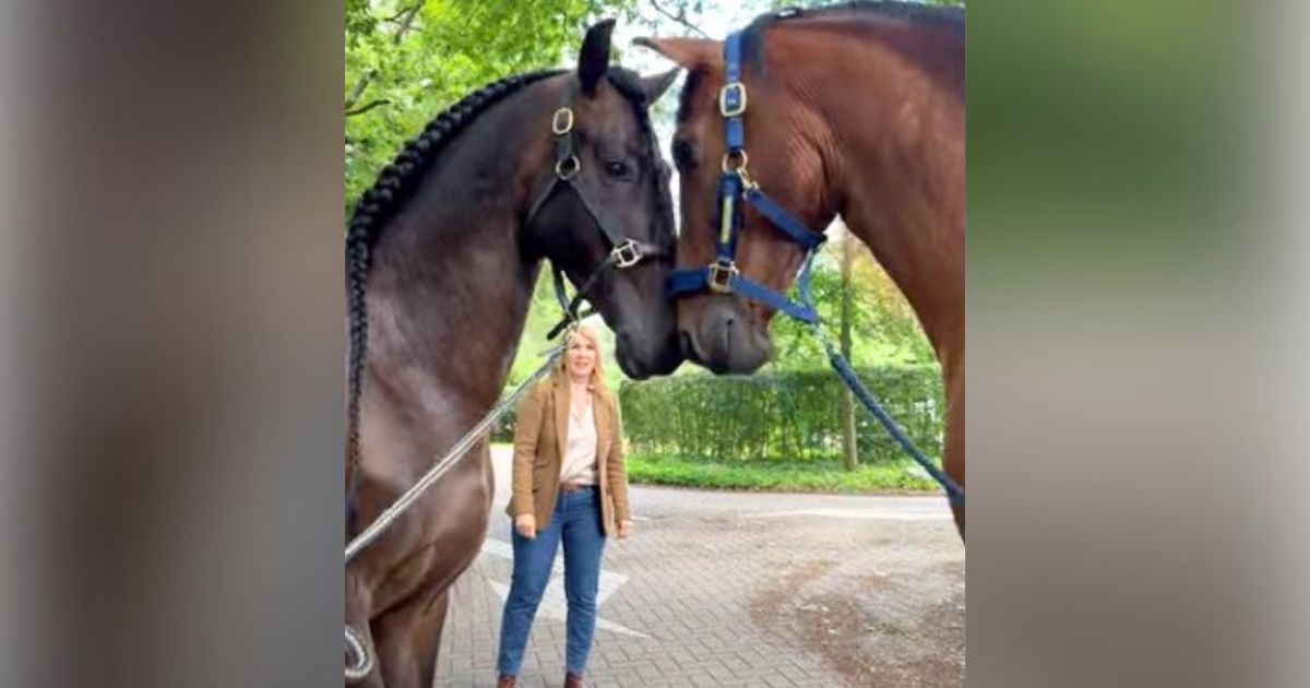 Long-lost horse brothers can’t contain emotions when they reunite after years apart