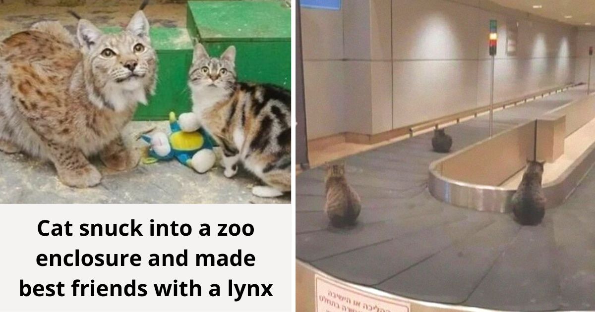 35 Hilariously outlandish photos of animals “where they shouldn’t be”
