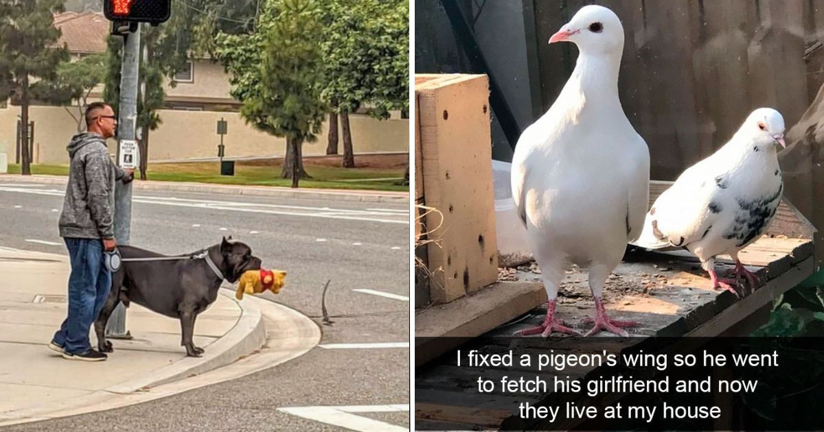 35 Insanely adorable animal pics that turned our hearts to mush