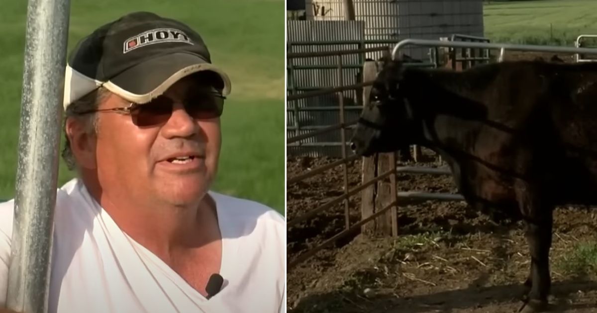 Farmer didn’t think anything was unusual about cow’s pregnancy until it makes the news