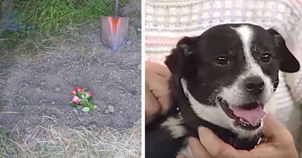 Family buries beloved dog hit by car‚ then 14 hours later‚ they see him outside the front door