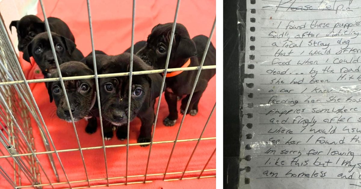 Homeless man leaves litter of orphaned puppies outside shelter with ‘heartbreaking’ note